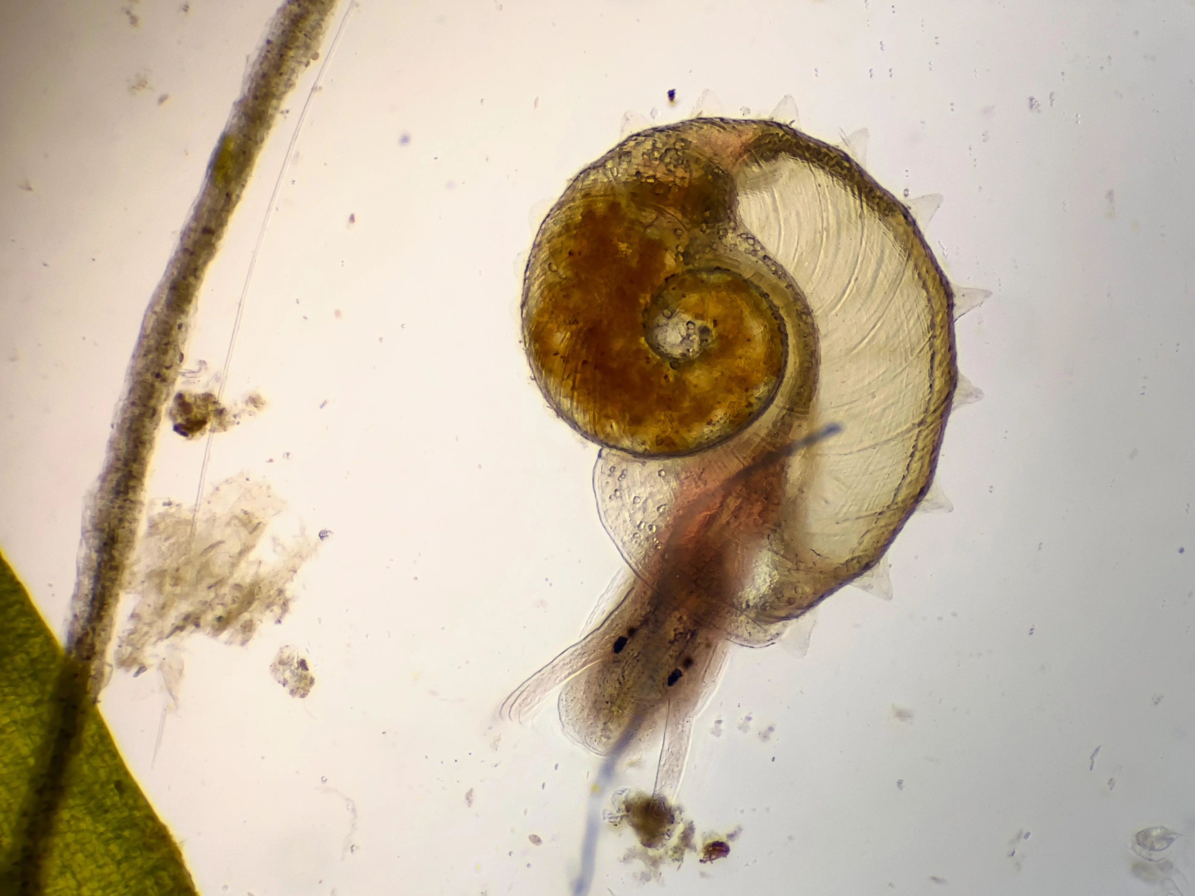 microscopic snail leaf litter