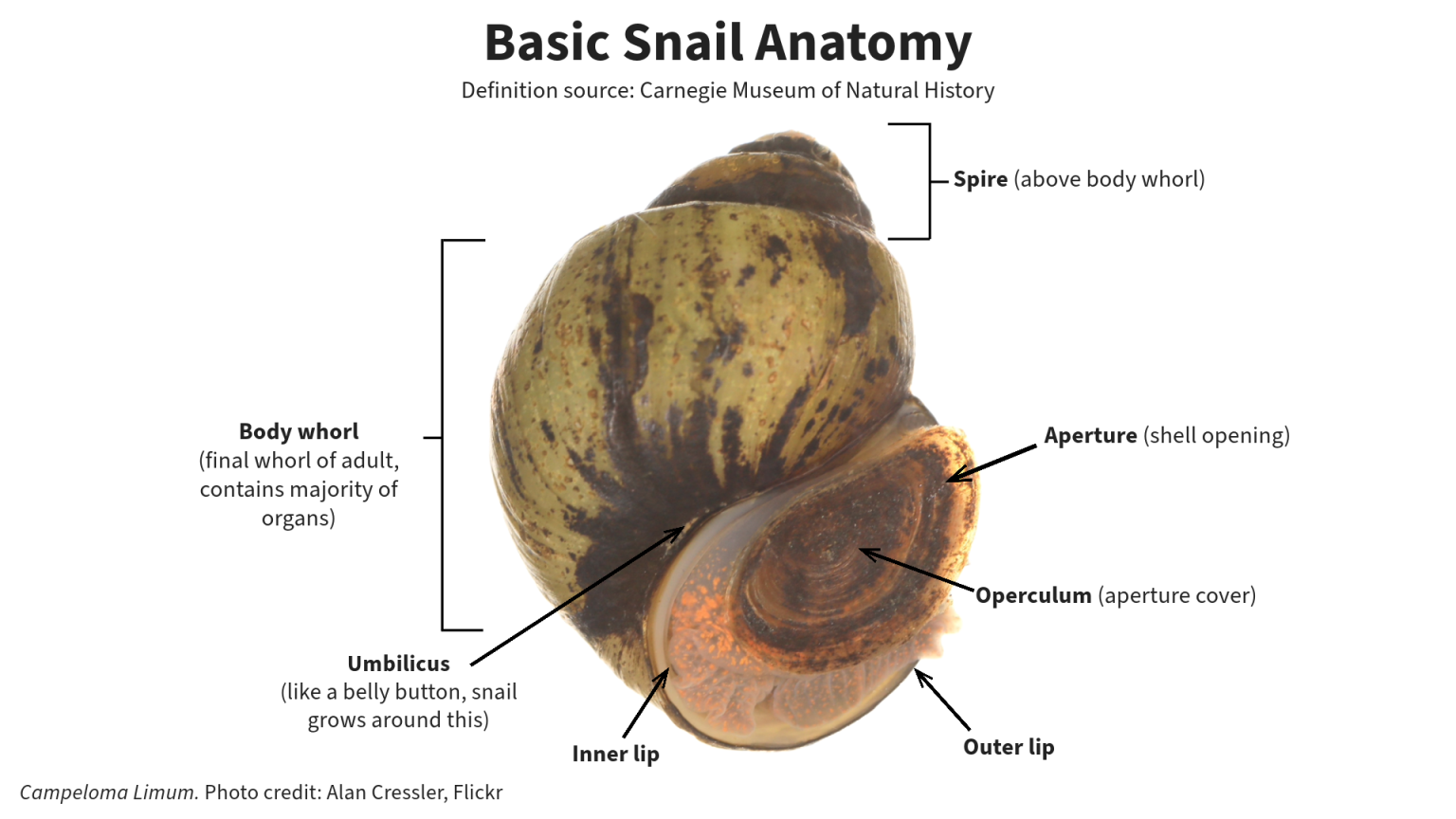 snail shell anatomy illustration