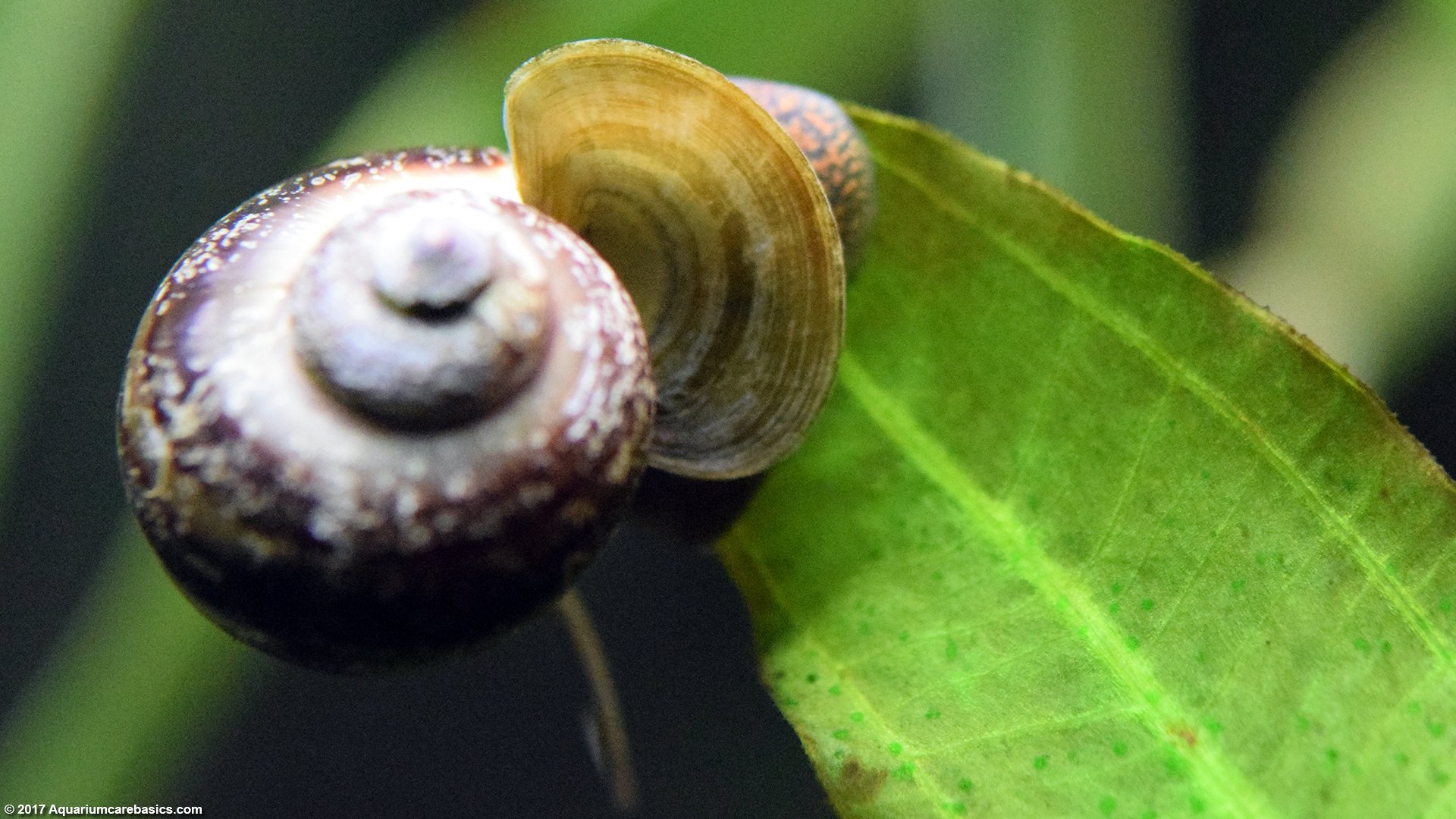 terrestrial snail operculum closeup