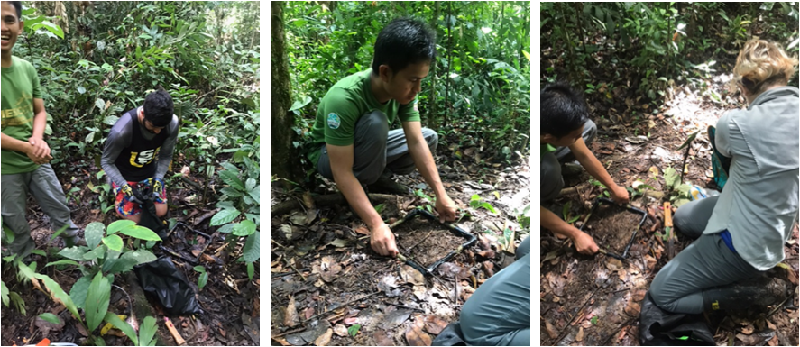 fieldwork leaf litter sampling