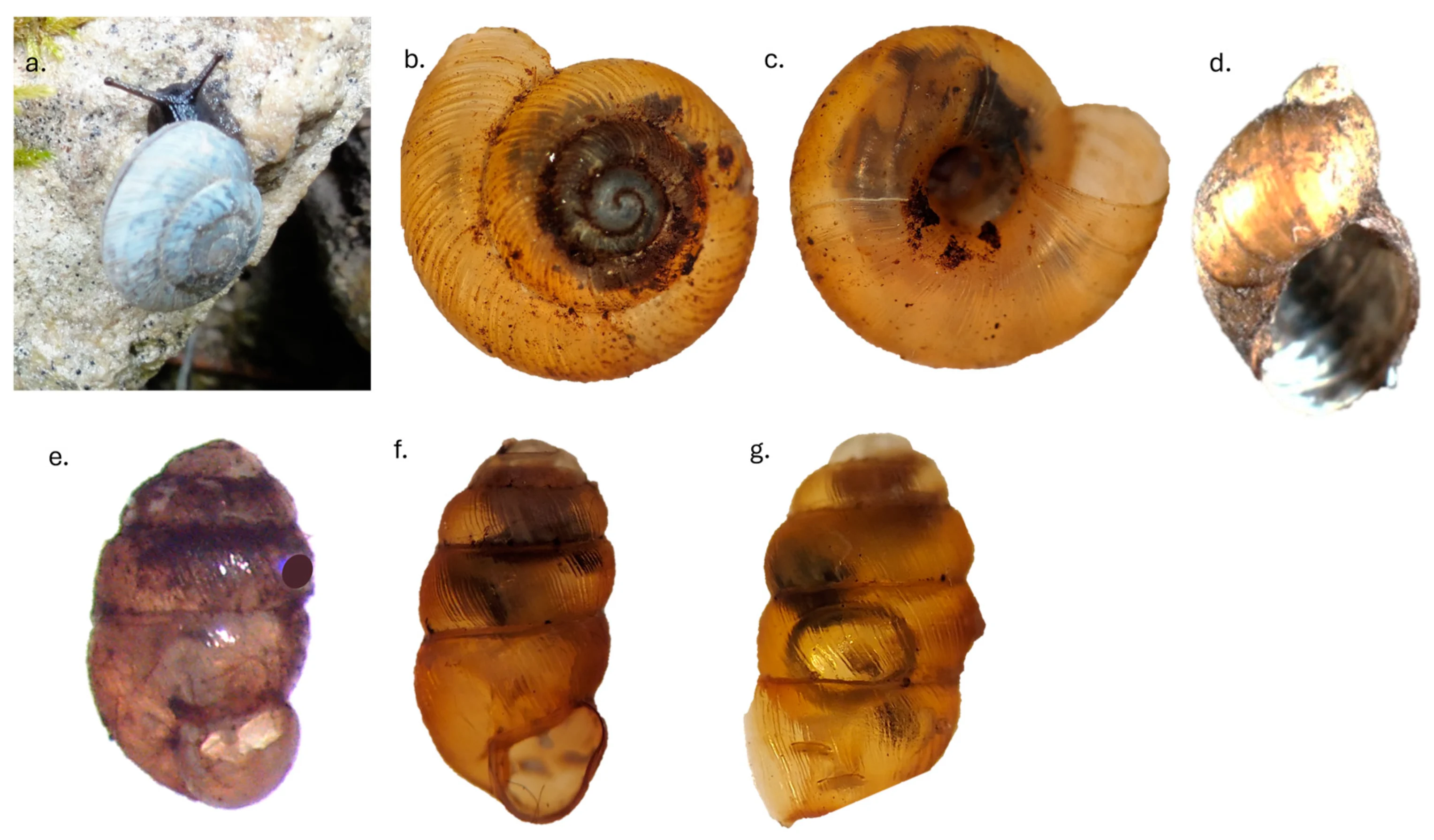 limestone crevice snail habitat