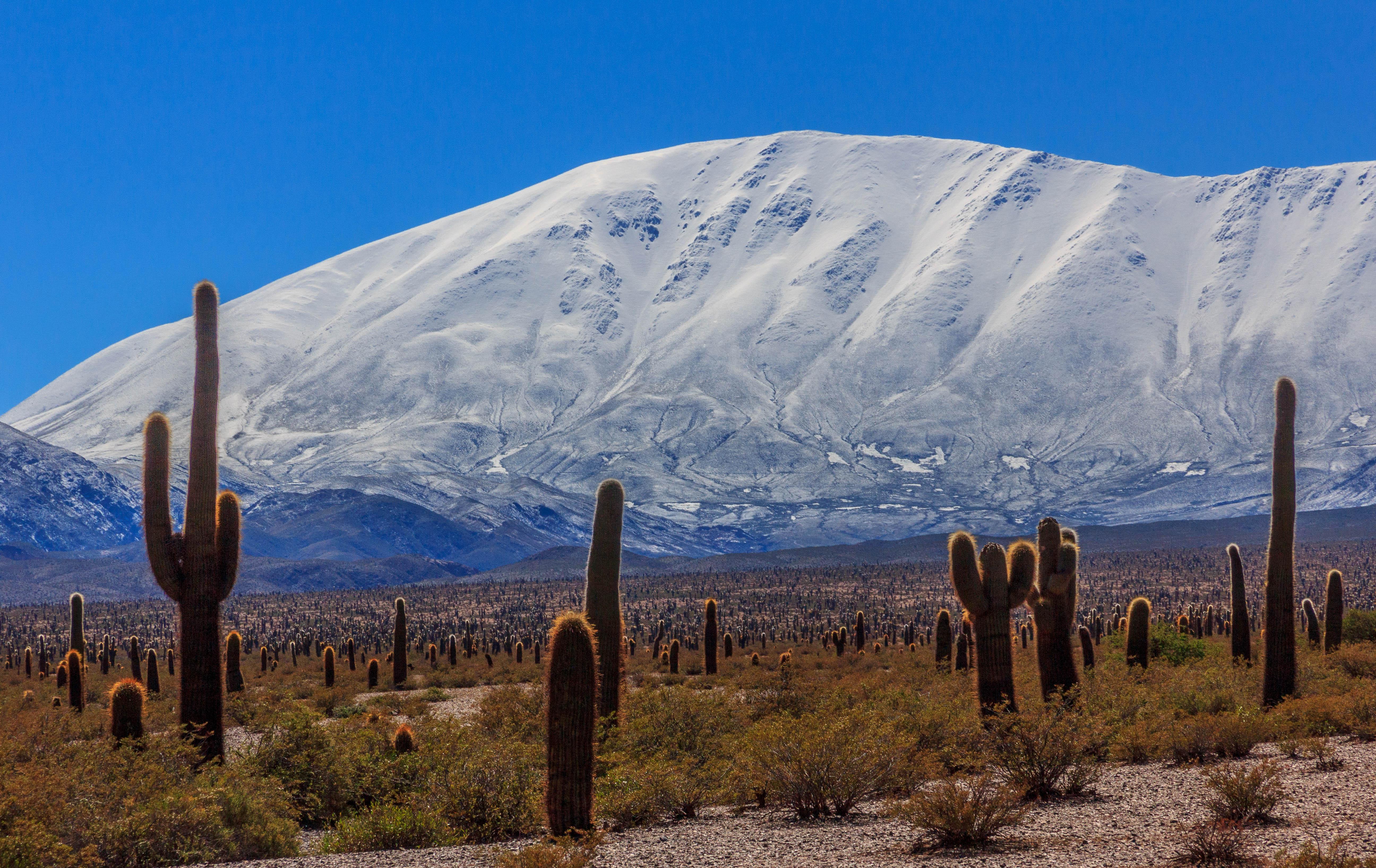 Los Cardones National Park