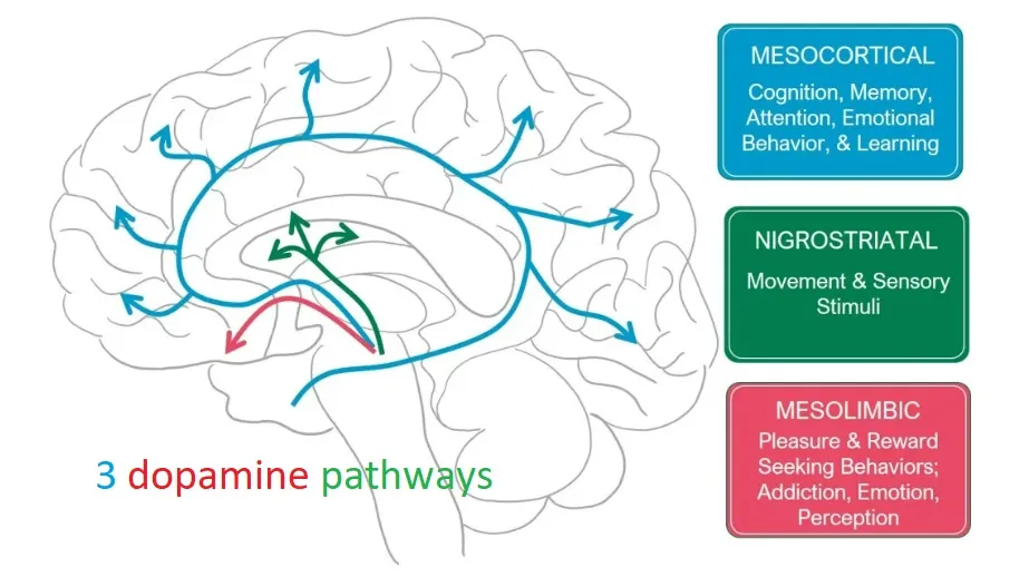curiosity science dopamine brain