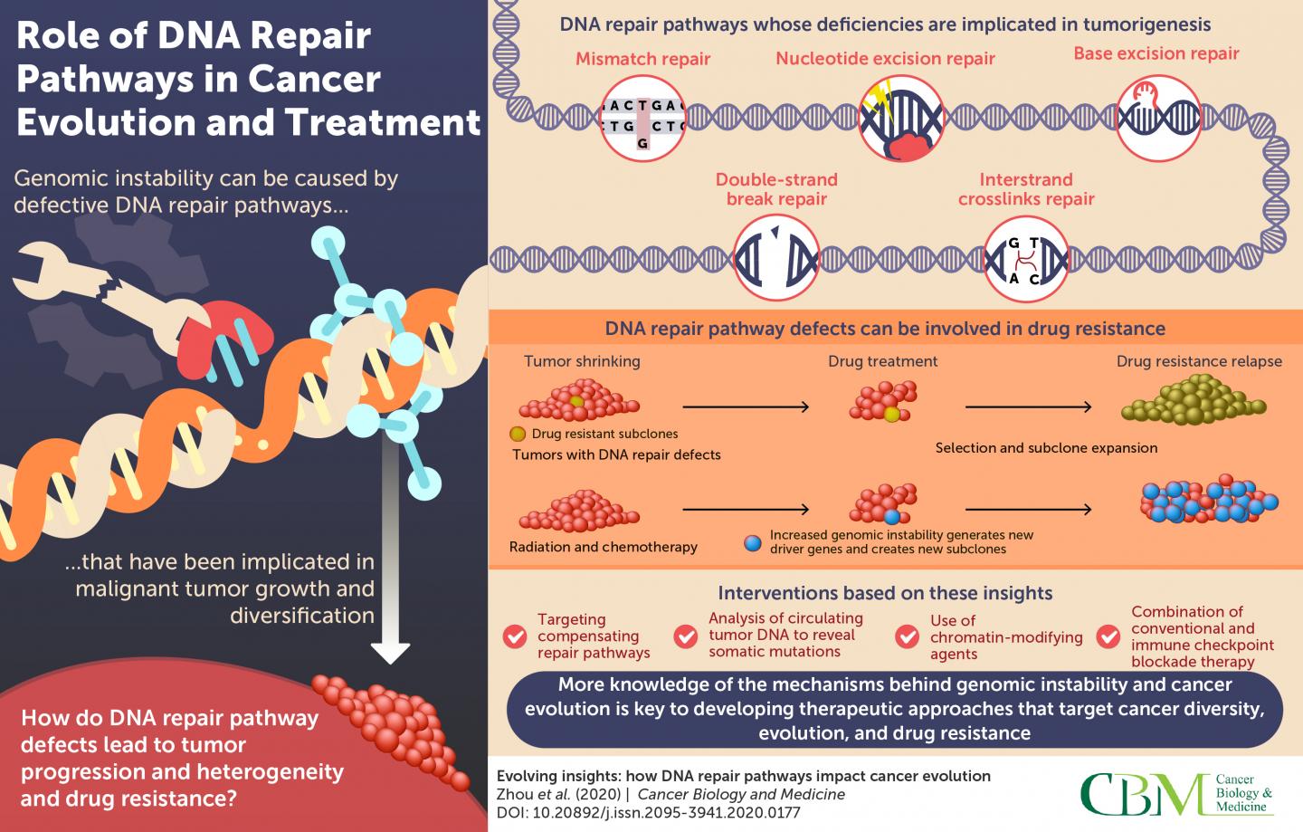 When a DNA Repair Gene Turned Rogue: A Cancer Vulnerability