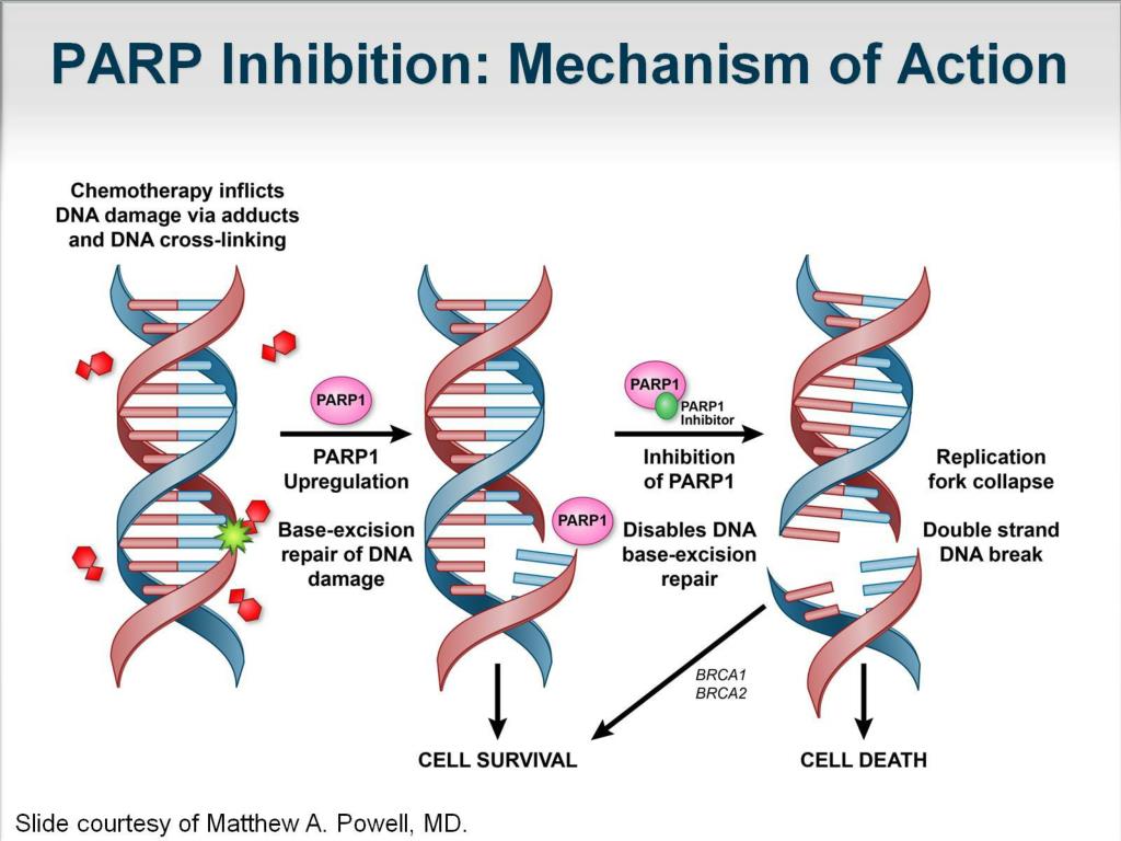 PARP inhibitors cancer therapy