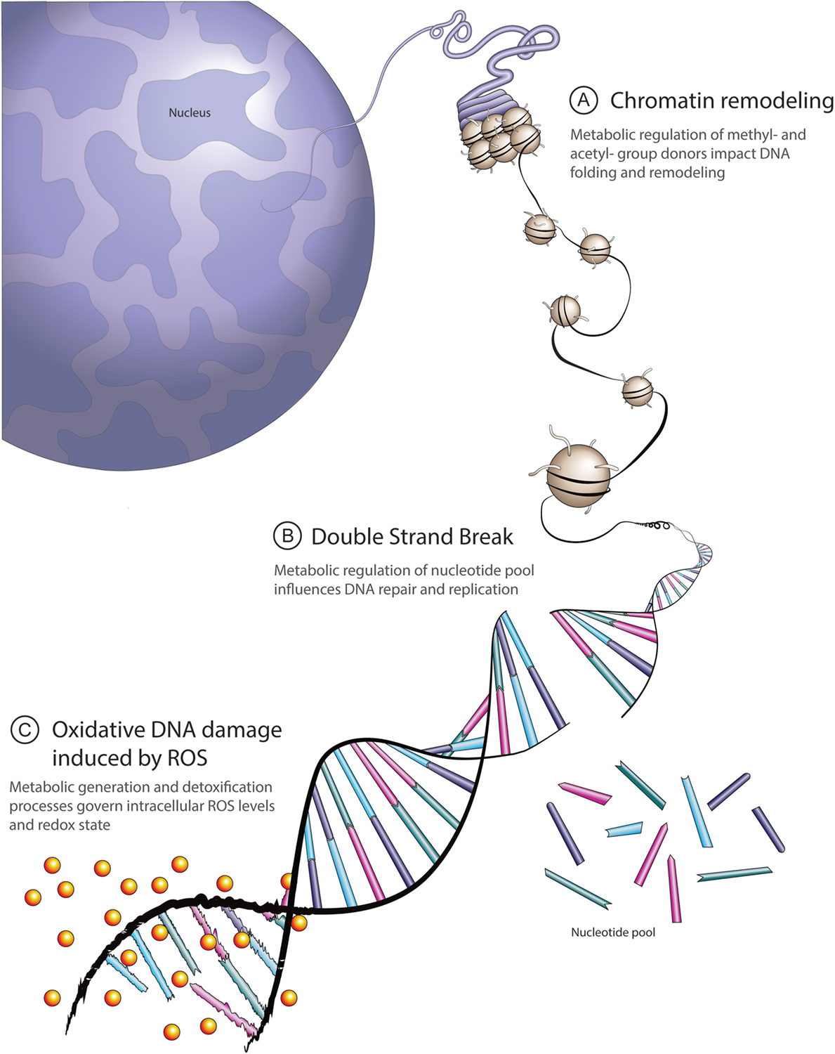 Cancer cell DNA damage