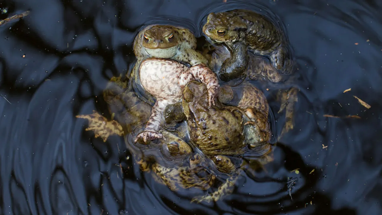 When Female Frogs Play Dead: Thanatosis as Mating Avoidance