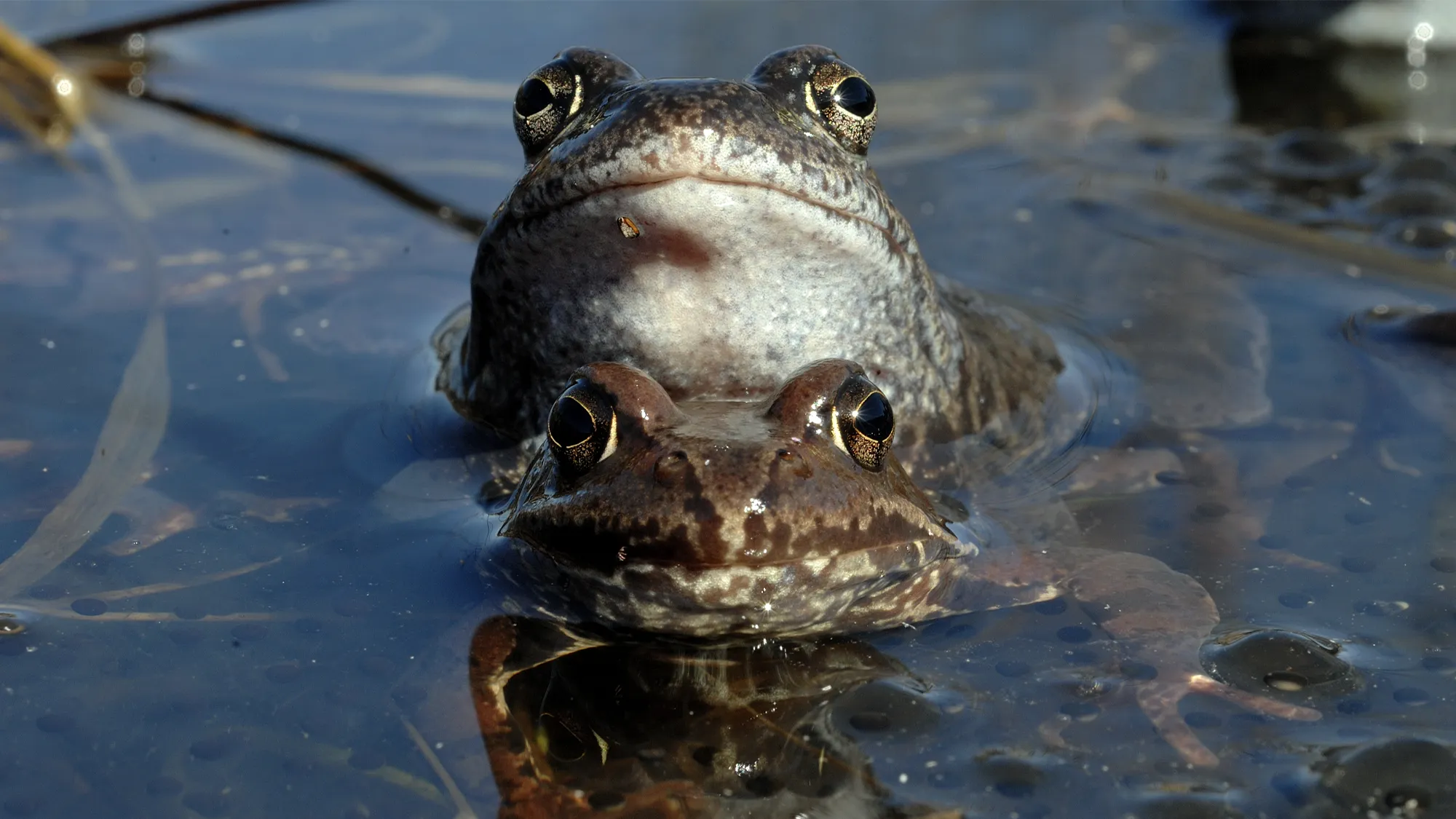 frog death-feigning mating avoidance behavior