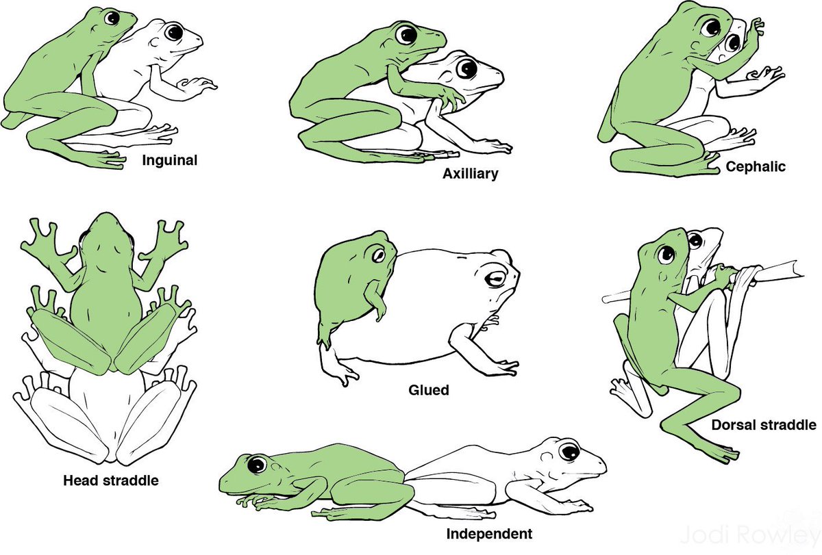 male frog amplexus clasp behavior