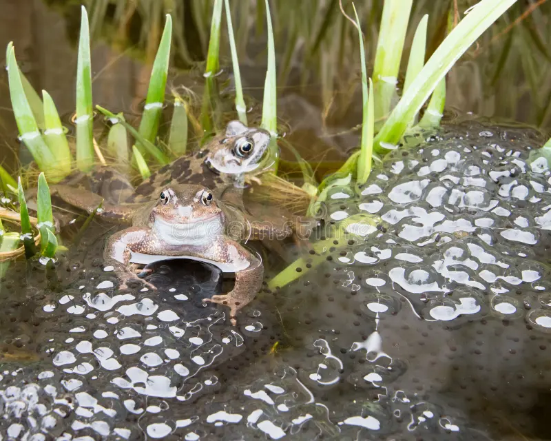 female frog thanatosis breeding pond