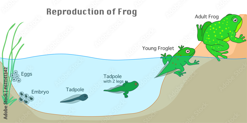 tonic immobility frog reproduction