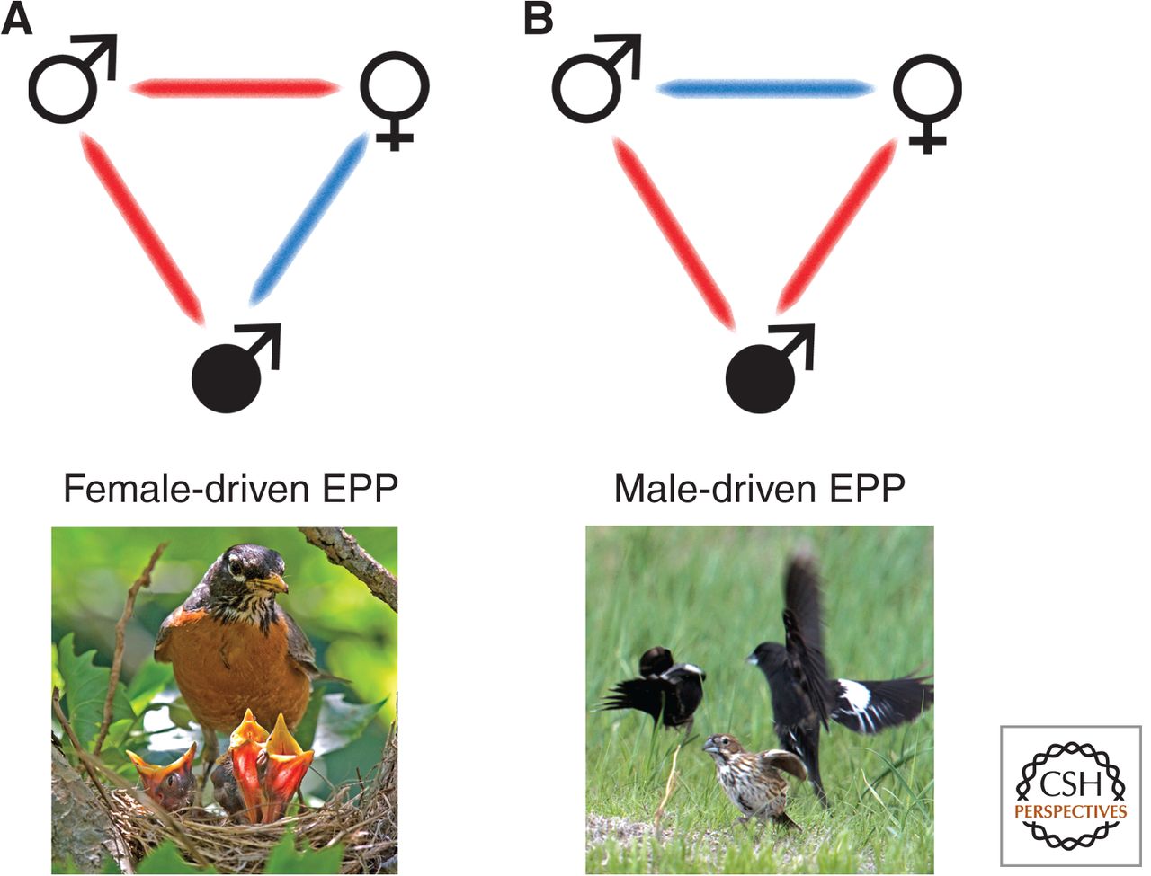 sexual conflict amphibian mating