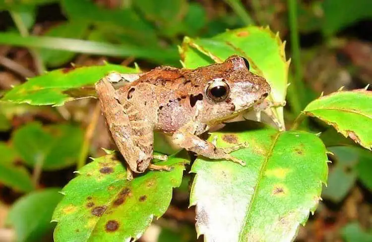frog predator avoidance death-feigning