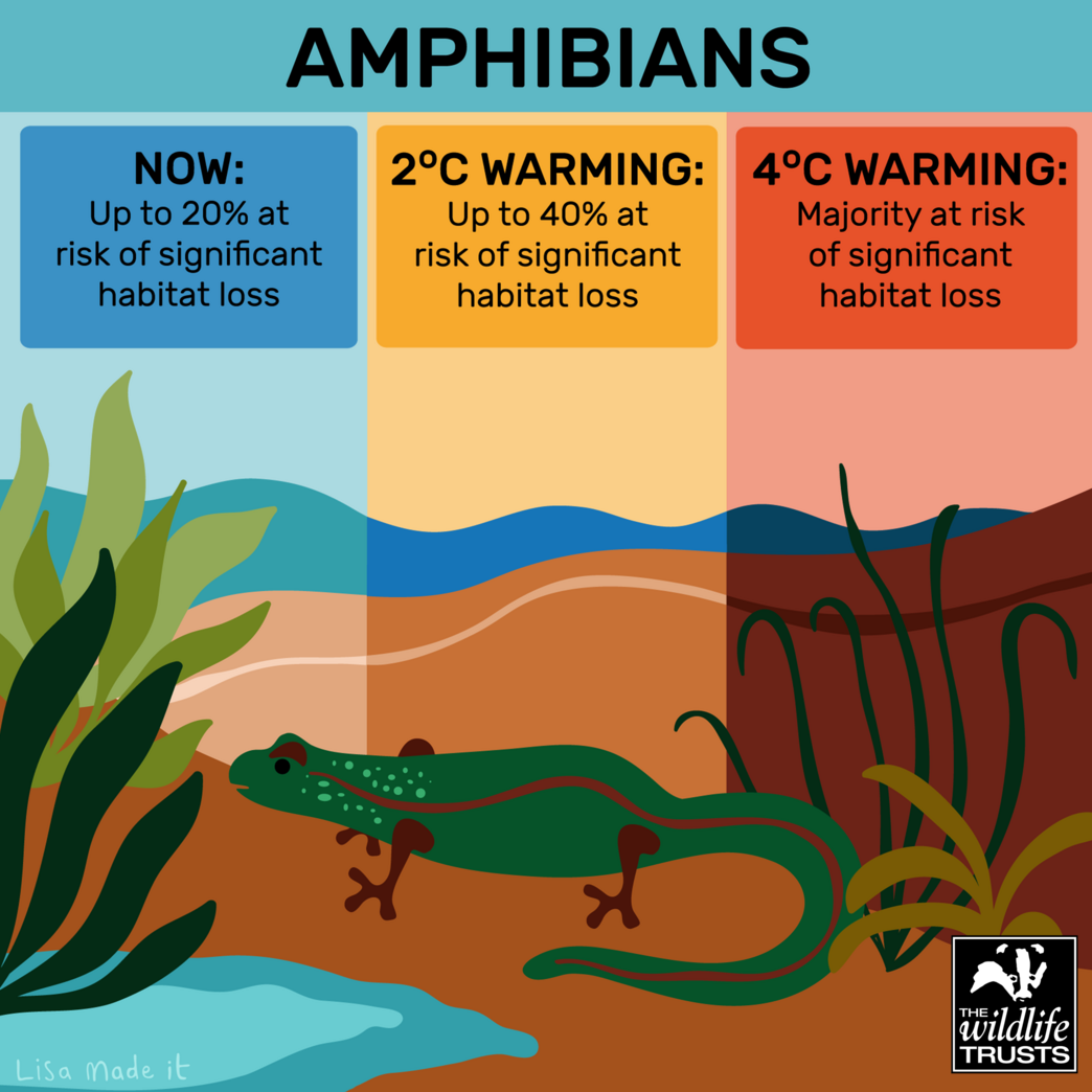 amphibian behavior conservation climate change