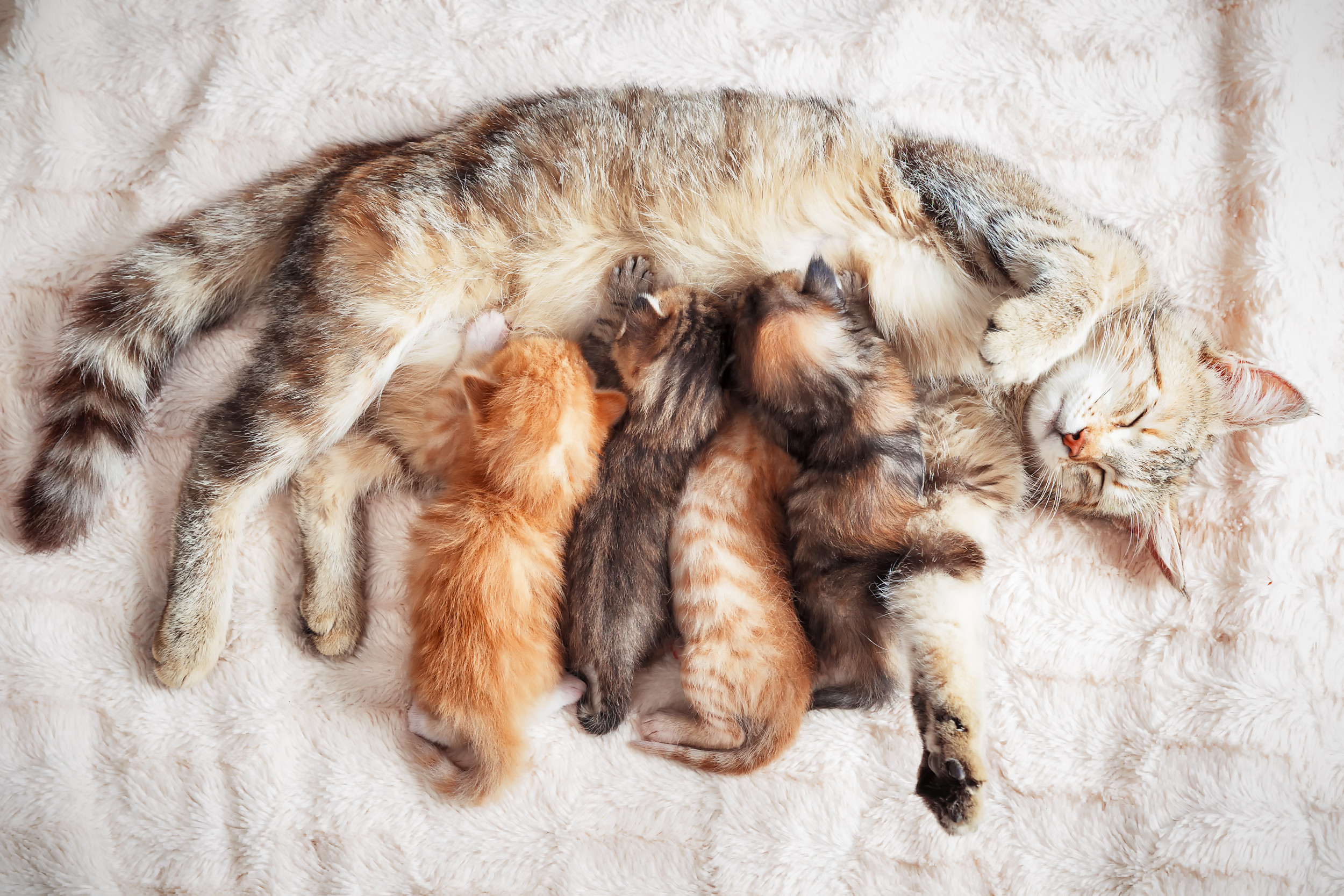 When Mom Cat Lets the Human Babysit: Why Cats Hand Off Care