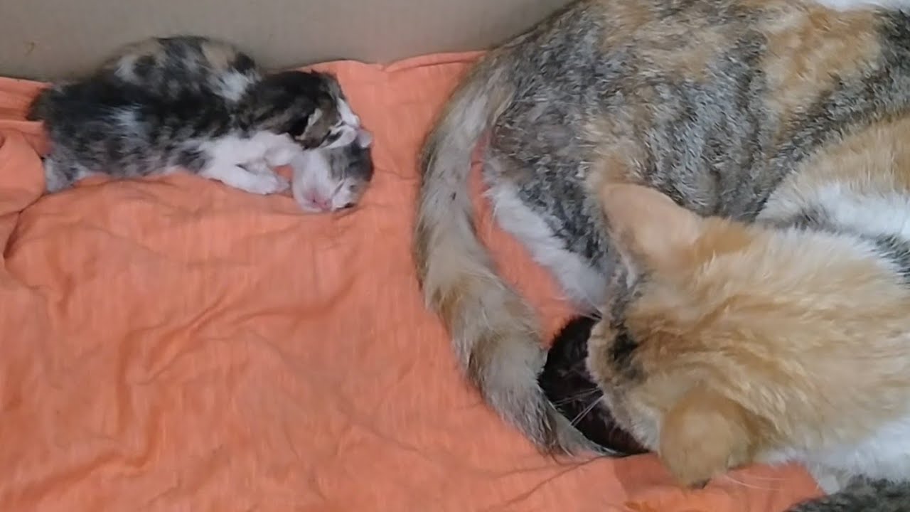 mother cat sleeping away from kittens
