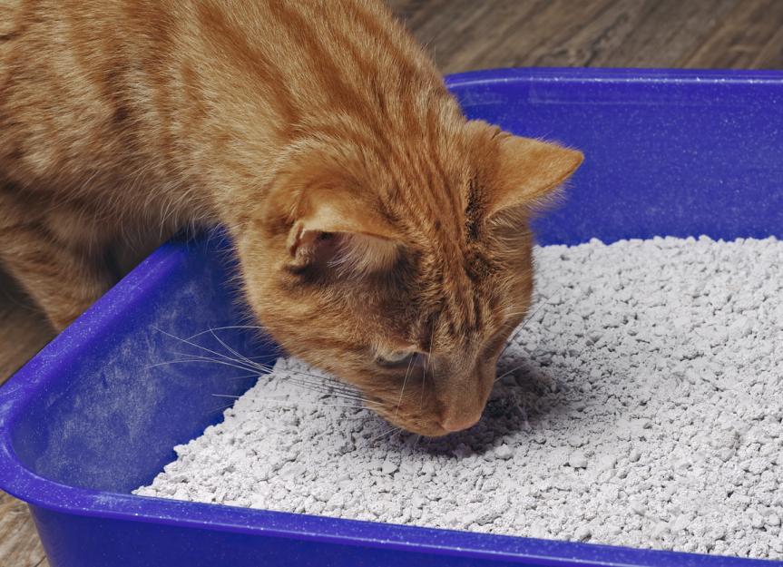cat eating drinking away from litter