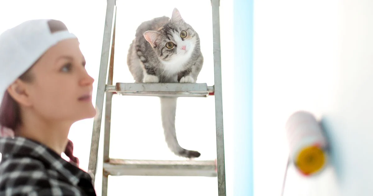 human observing kittens from distance