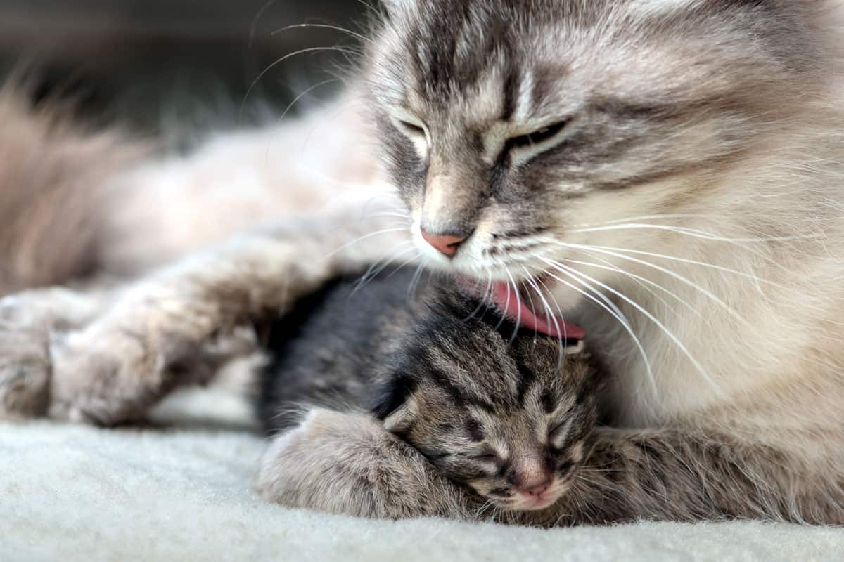 mother cat grooming newborn kittens