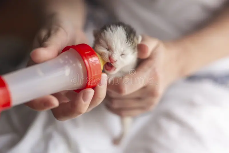 bottle feeding newborn kitten formula