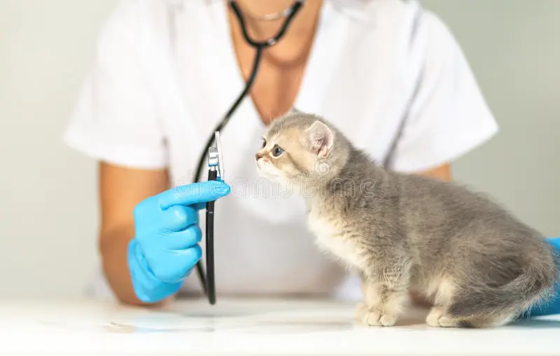 veterinarian examining young kittens