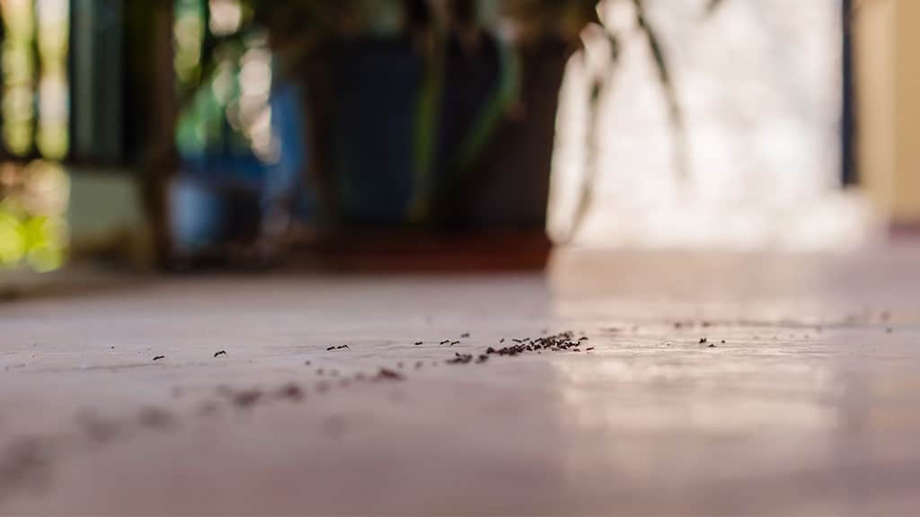 insect pheromone trail on baseboard