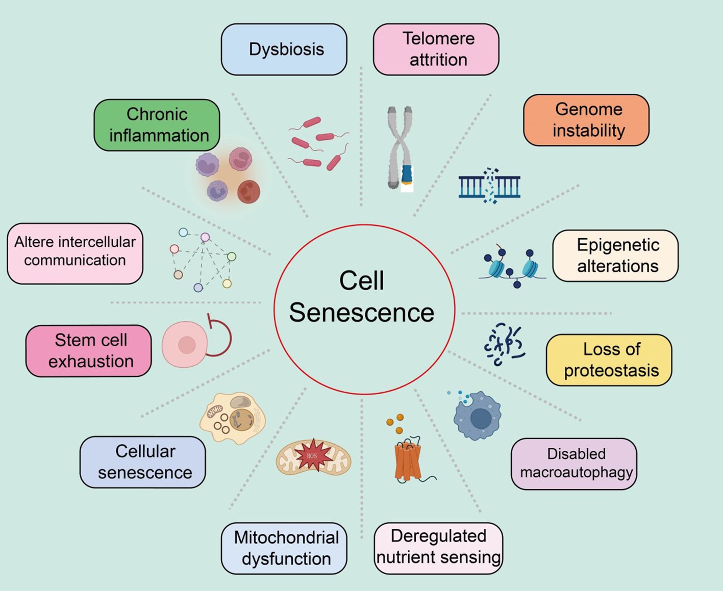 cellular senescence biology