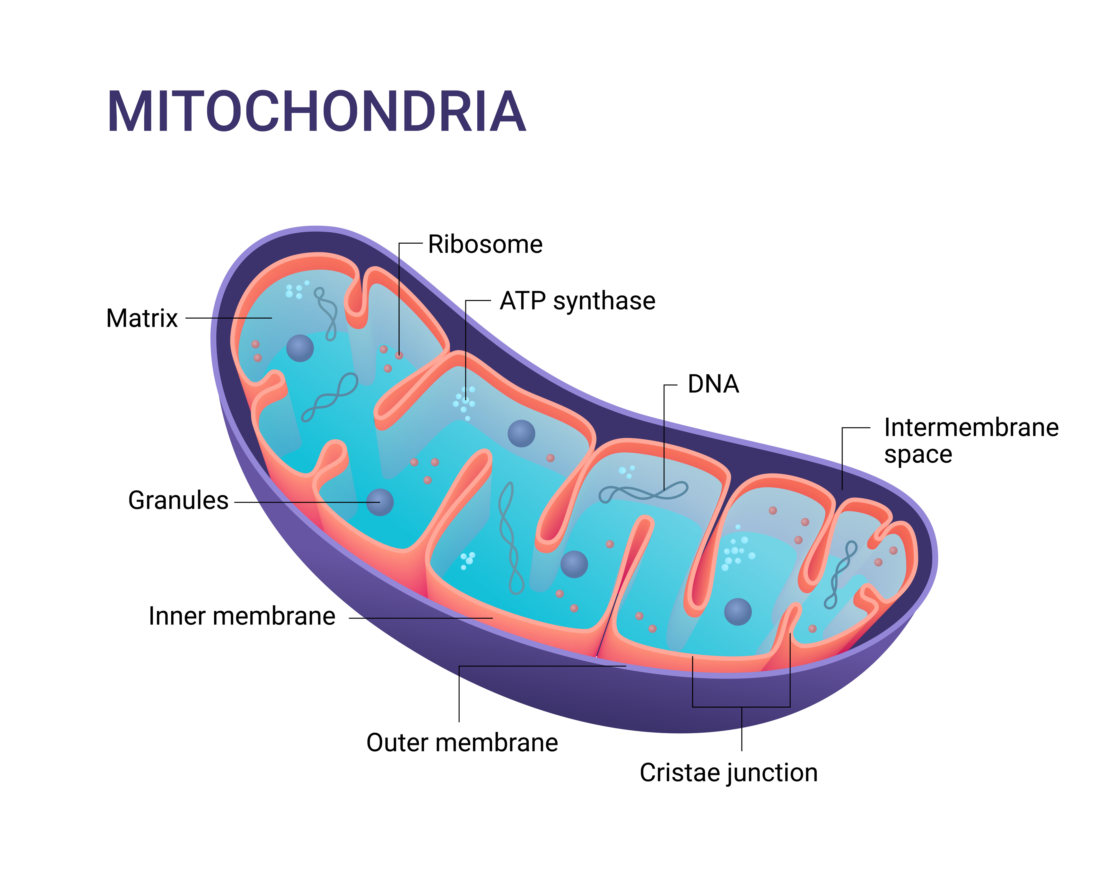 mitochondria cell structure