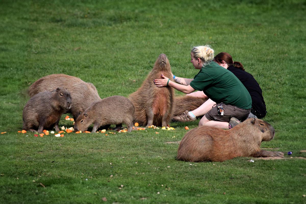 Why Capybaras Often Survive Crocodile Attacks