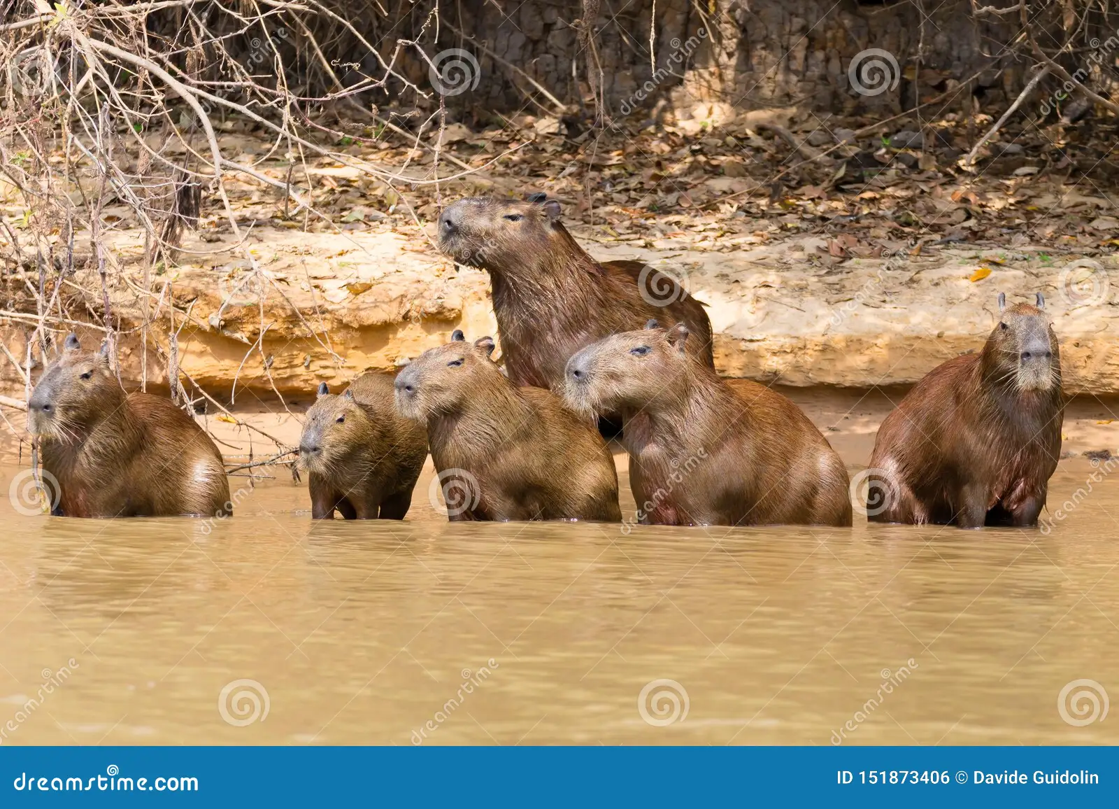 capybara herd Pantanal wetlands