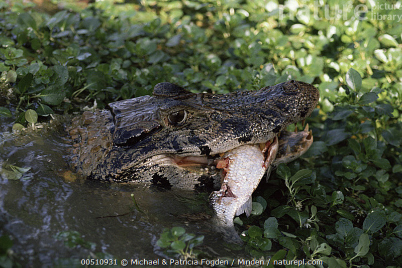 caiman ambush hunting river