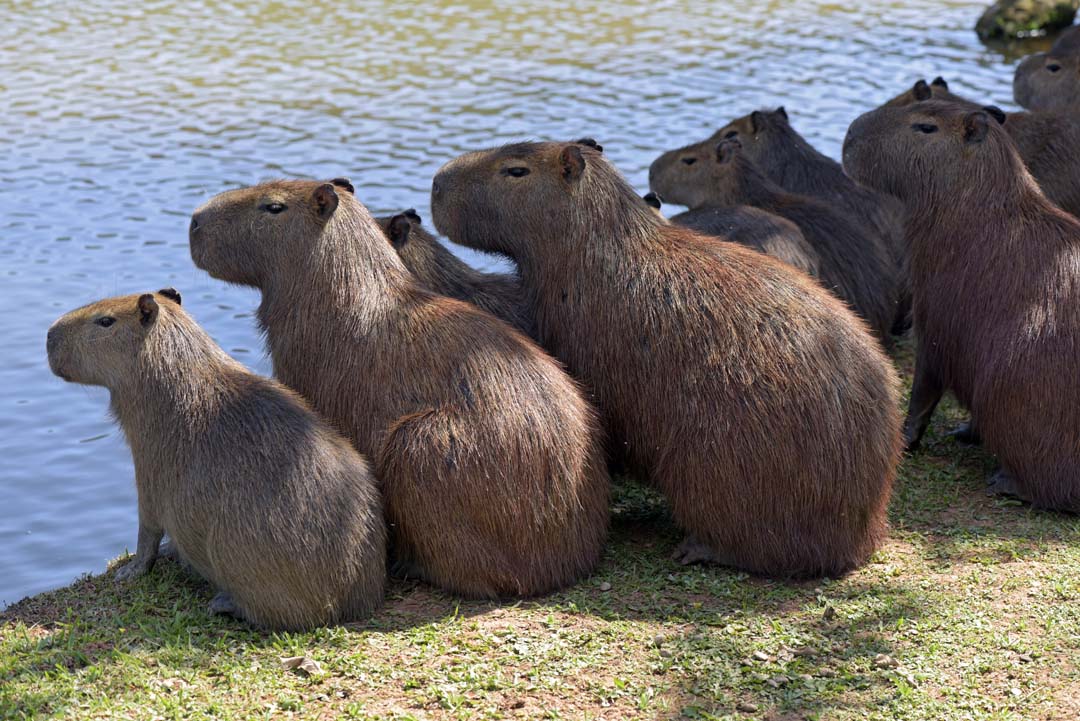 capybara group water vigilance