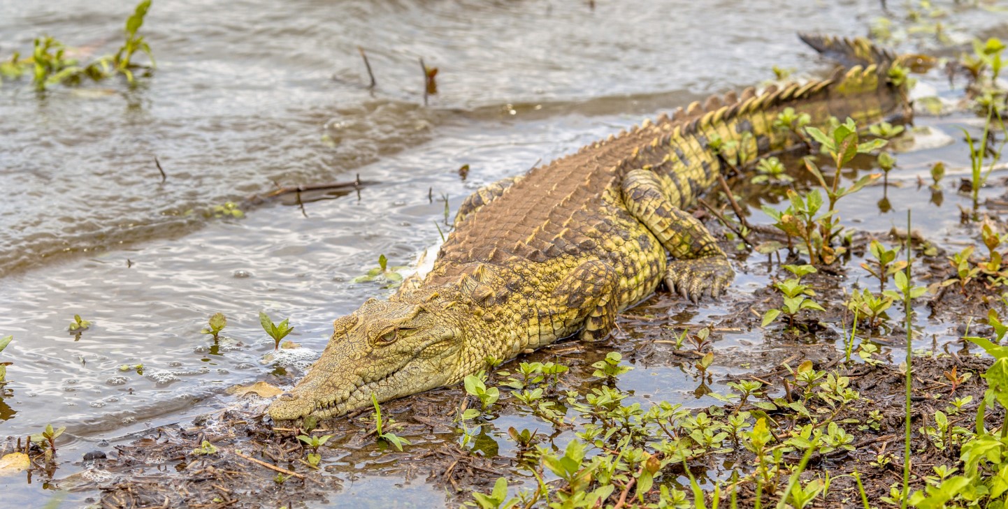 crocodile river habitat South America