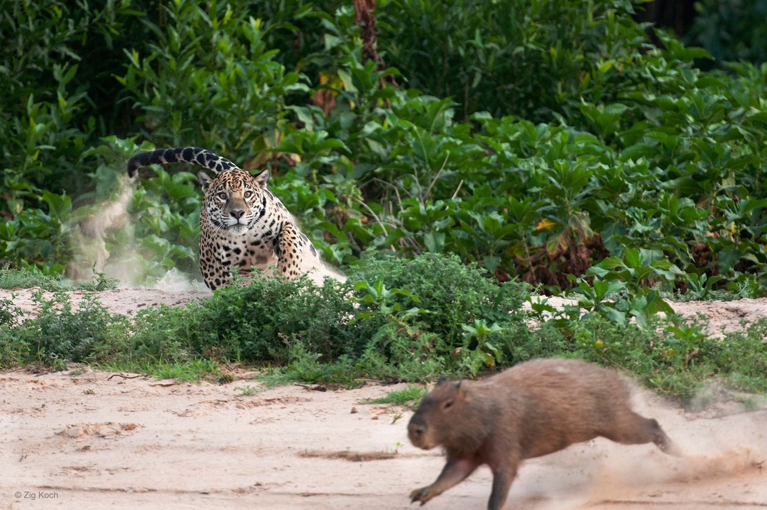 jaguar hunting capybara
