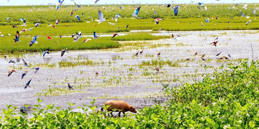 wetland ecosystem South America