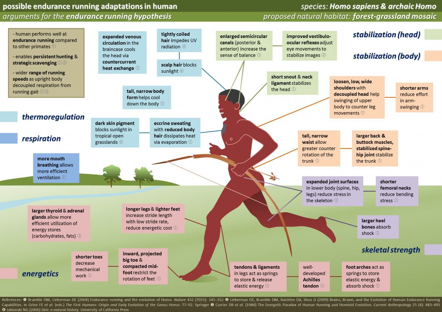 Why Humans Are Elite Endurance Runners — The Biology of Persistence