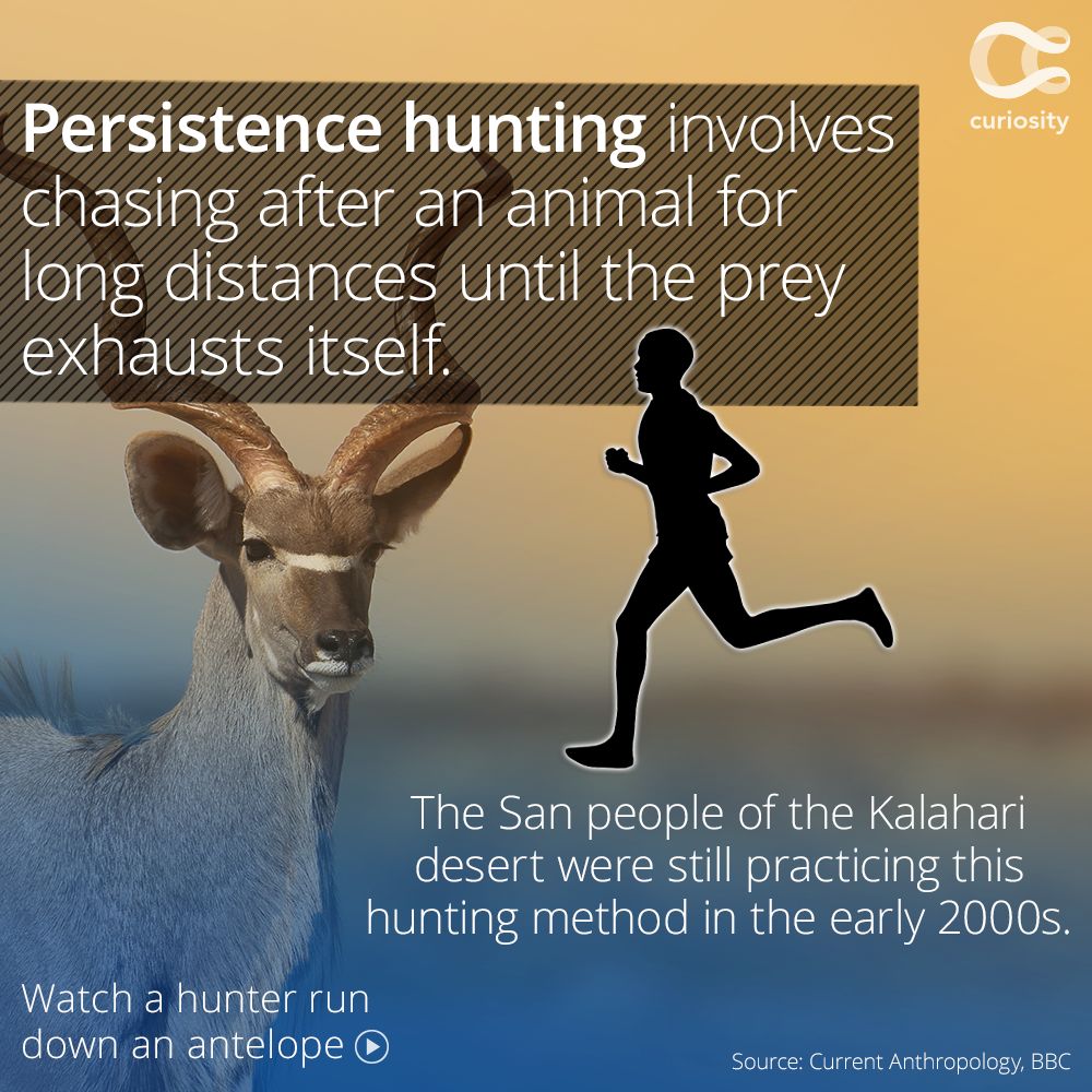Persistence hunting heat exhaustion