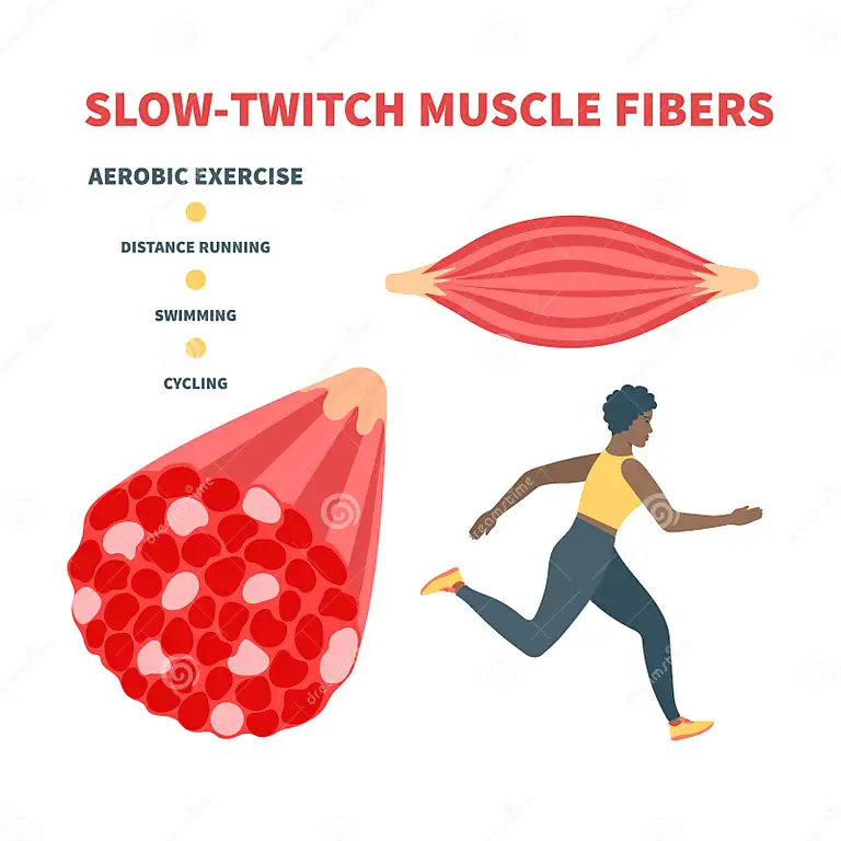 Human slow-twitch muscle fibers