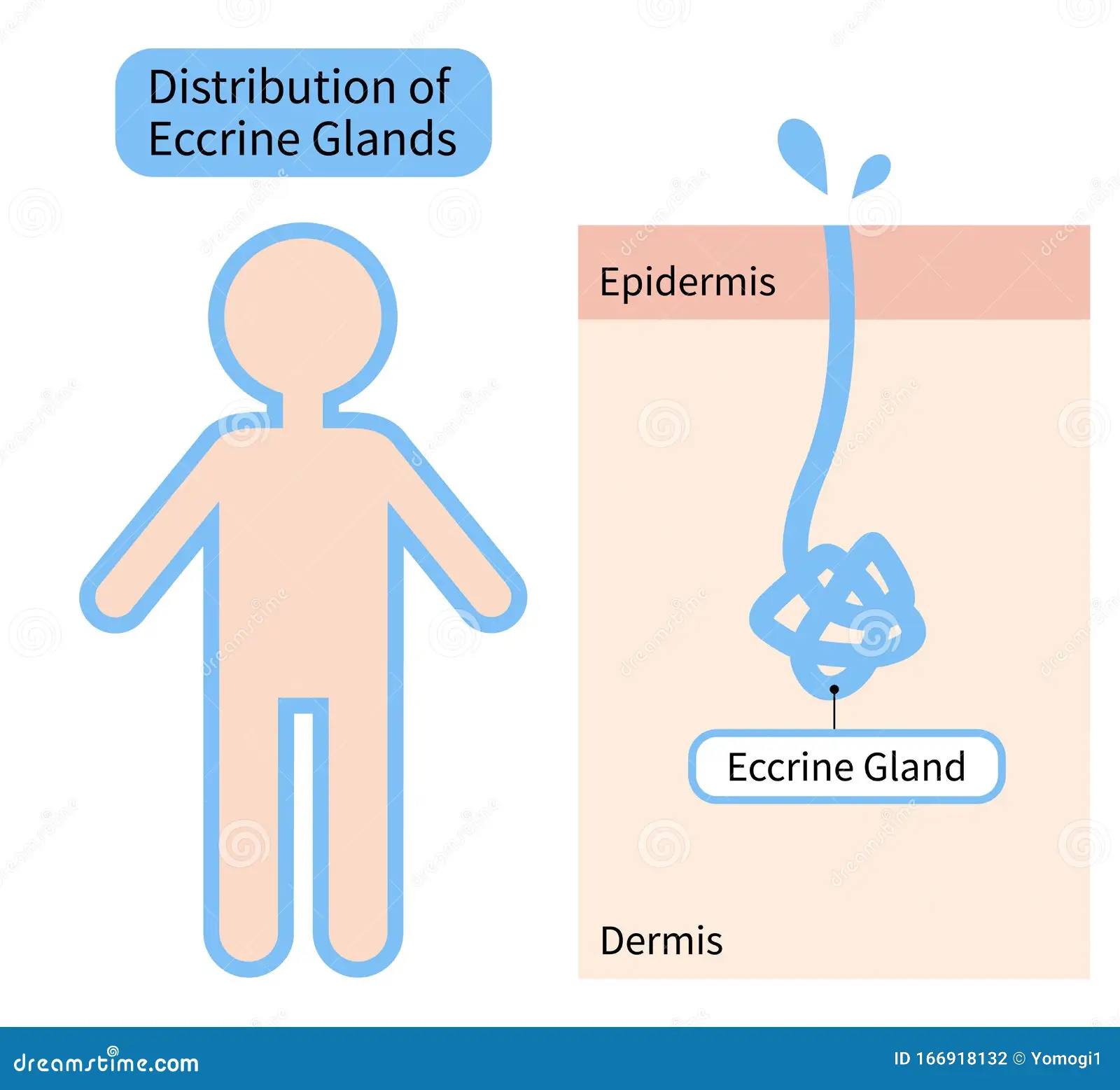 Human eccrine sweat glands