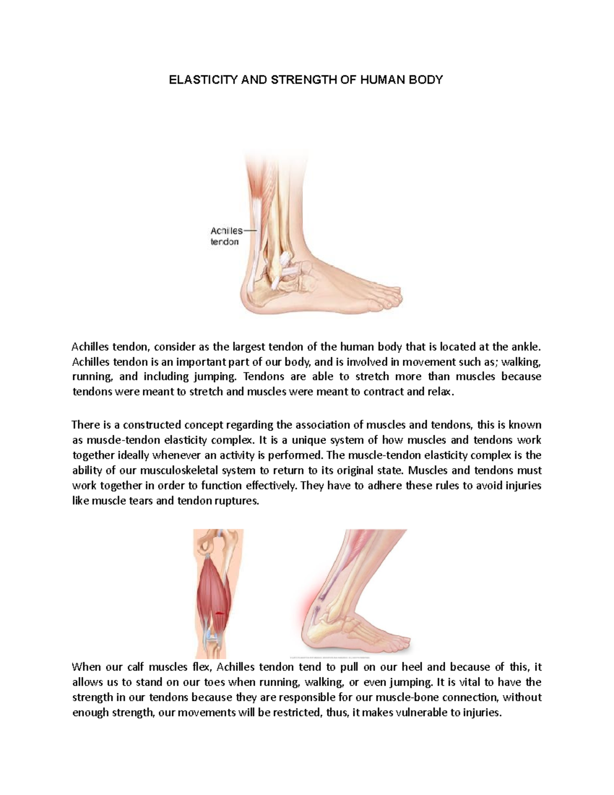 Human Achilles tendon elasticity