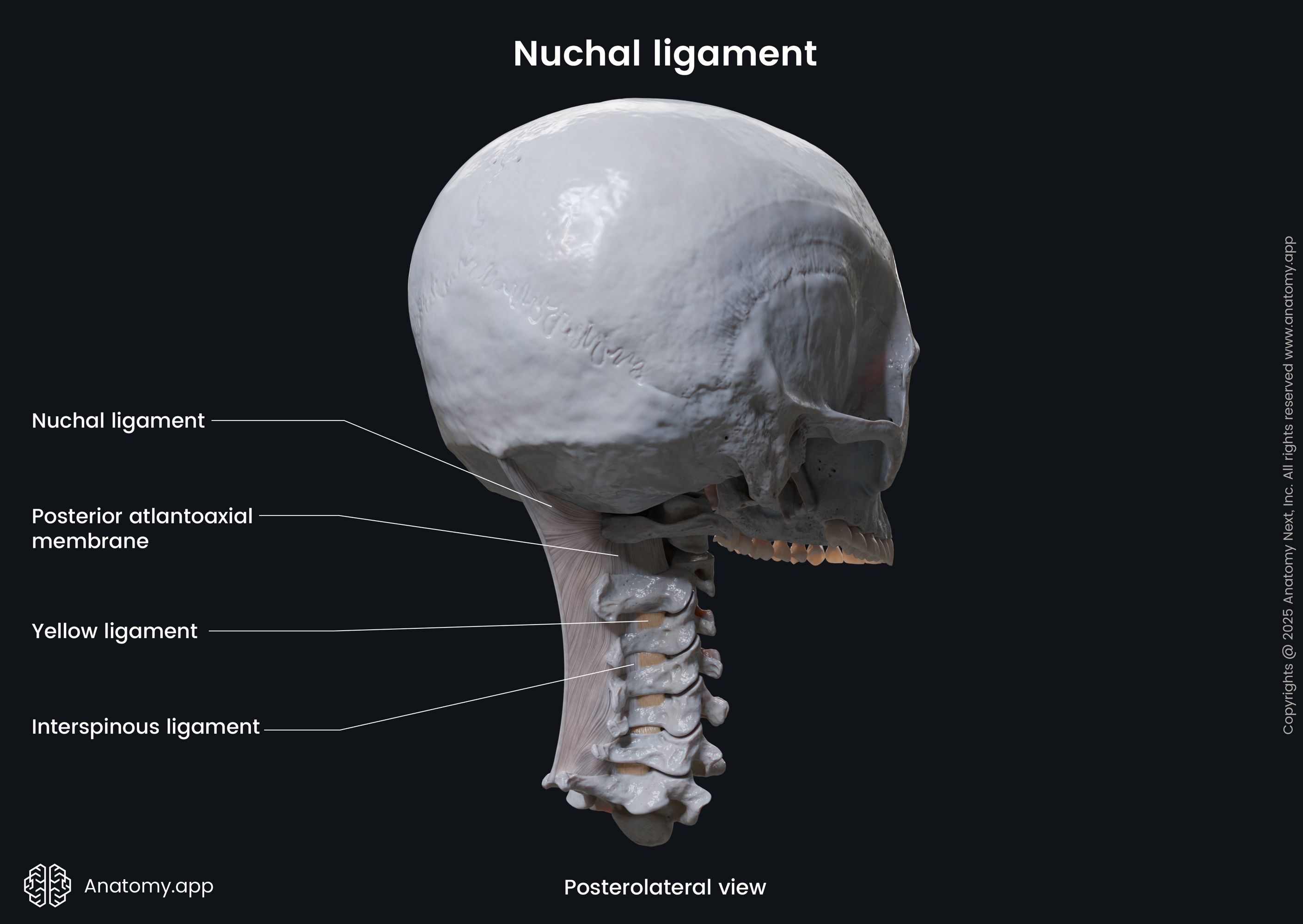Human nuchal ligament head stability