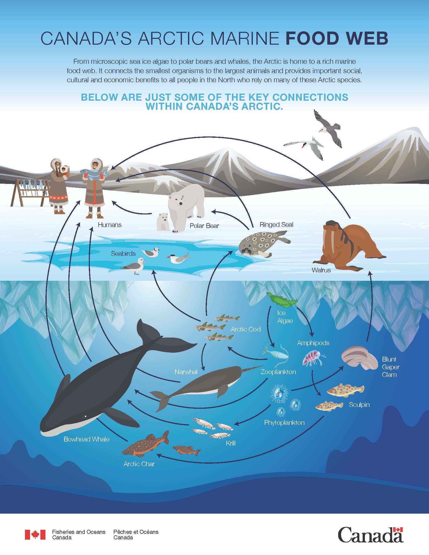Marine diet Arctic adaptation