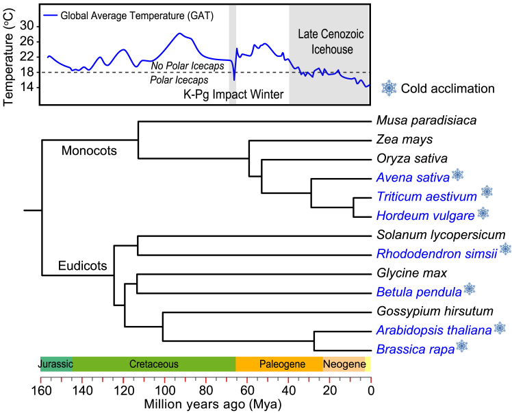 Convergent evolution cold climates