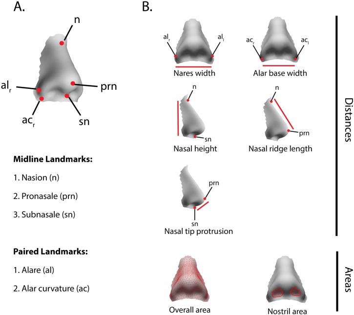 European nose shape cold adaptation