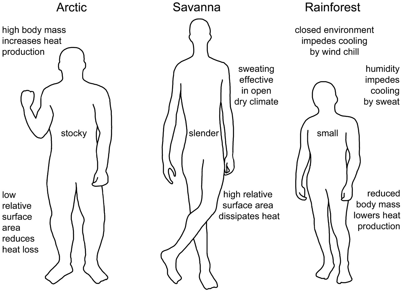 Bergmann's rule Arctic body shape