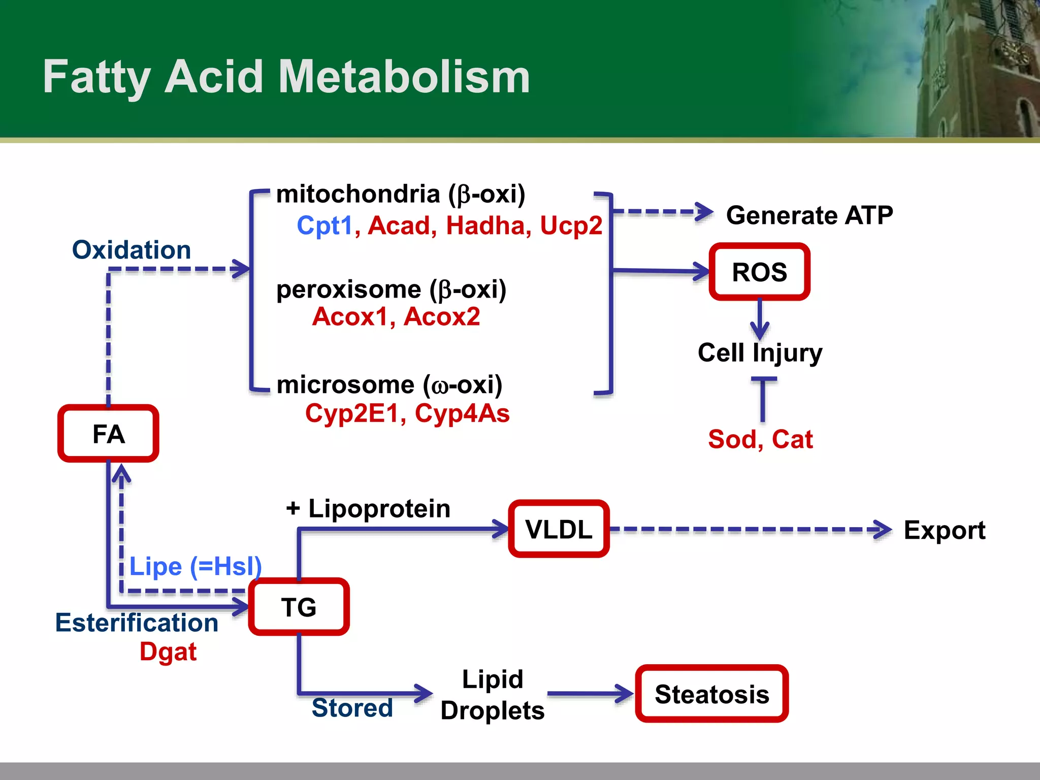 Inuit fatty acid metabolism genes