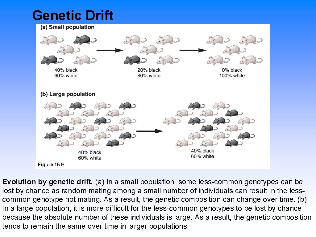 Genetic drift Arctic populations