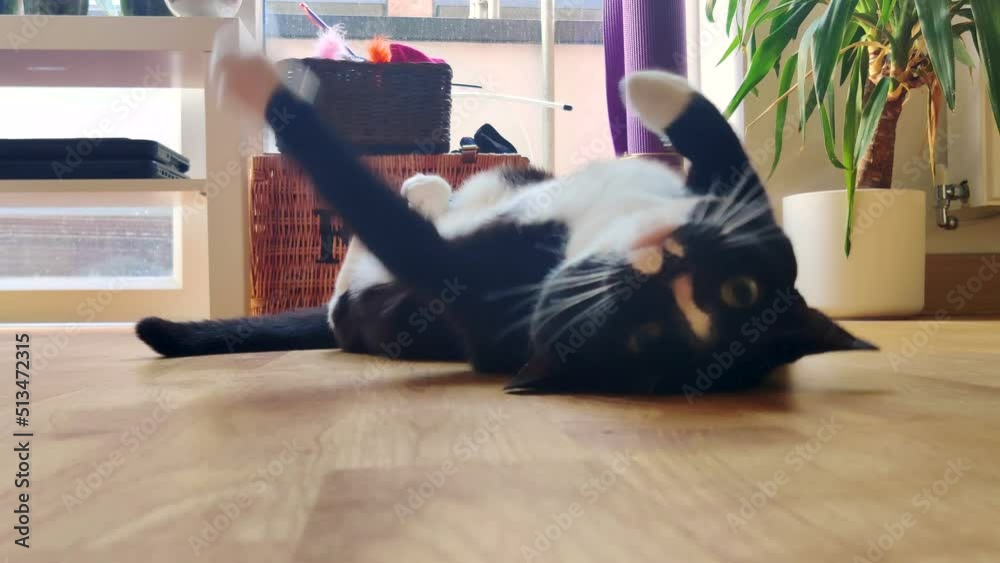 cat rolling on floor