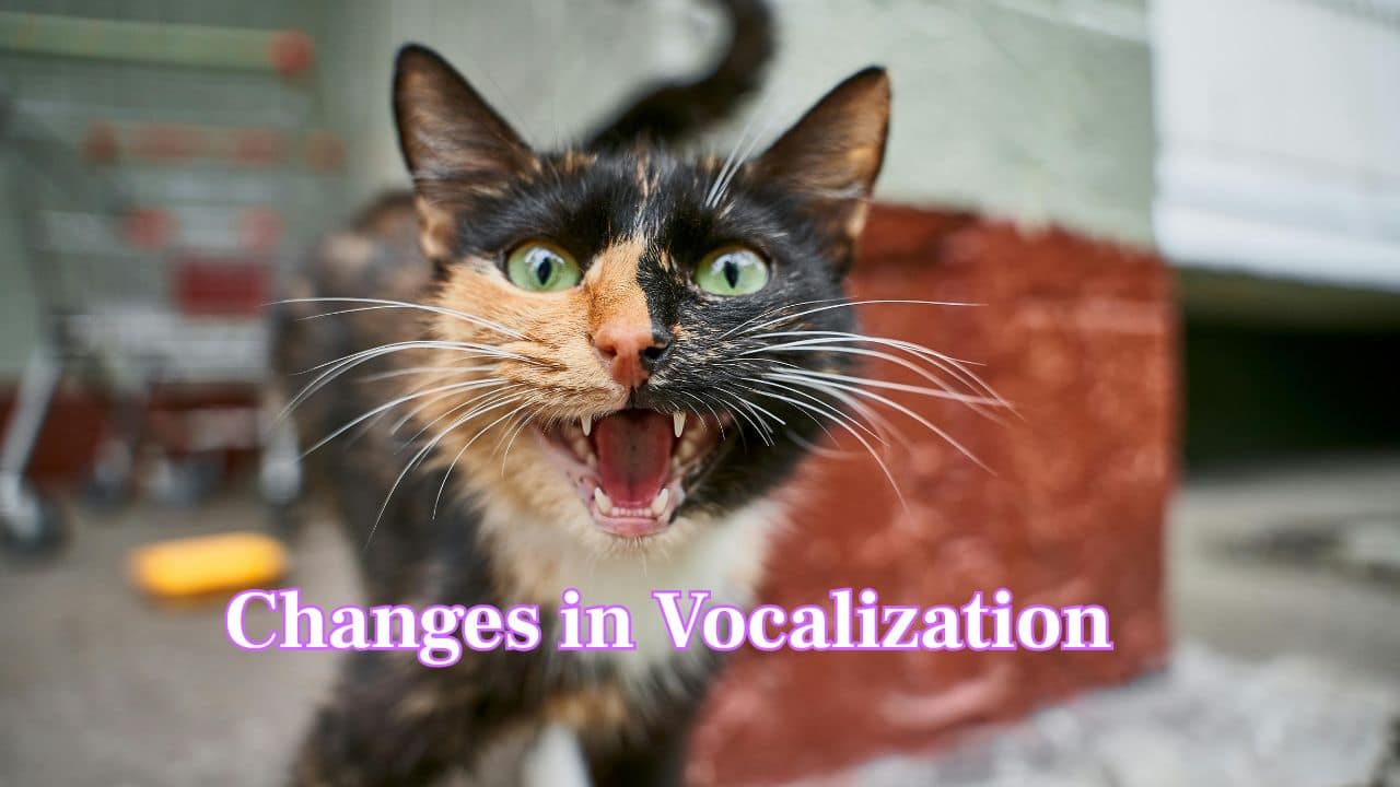 cat distressed vocalization