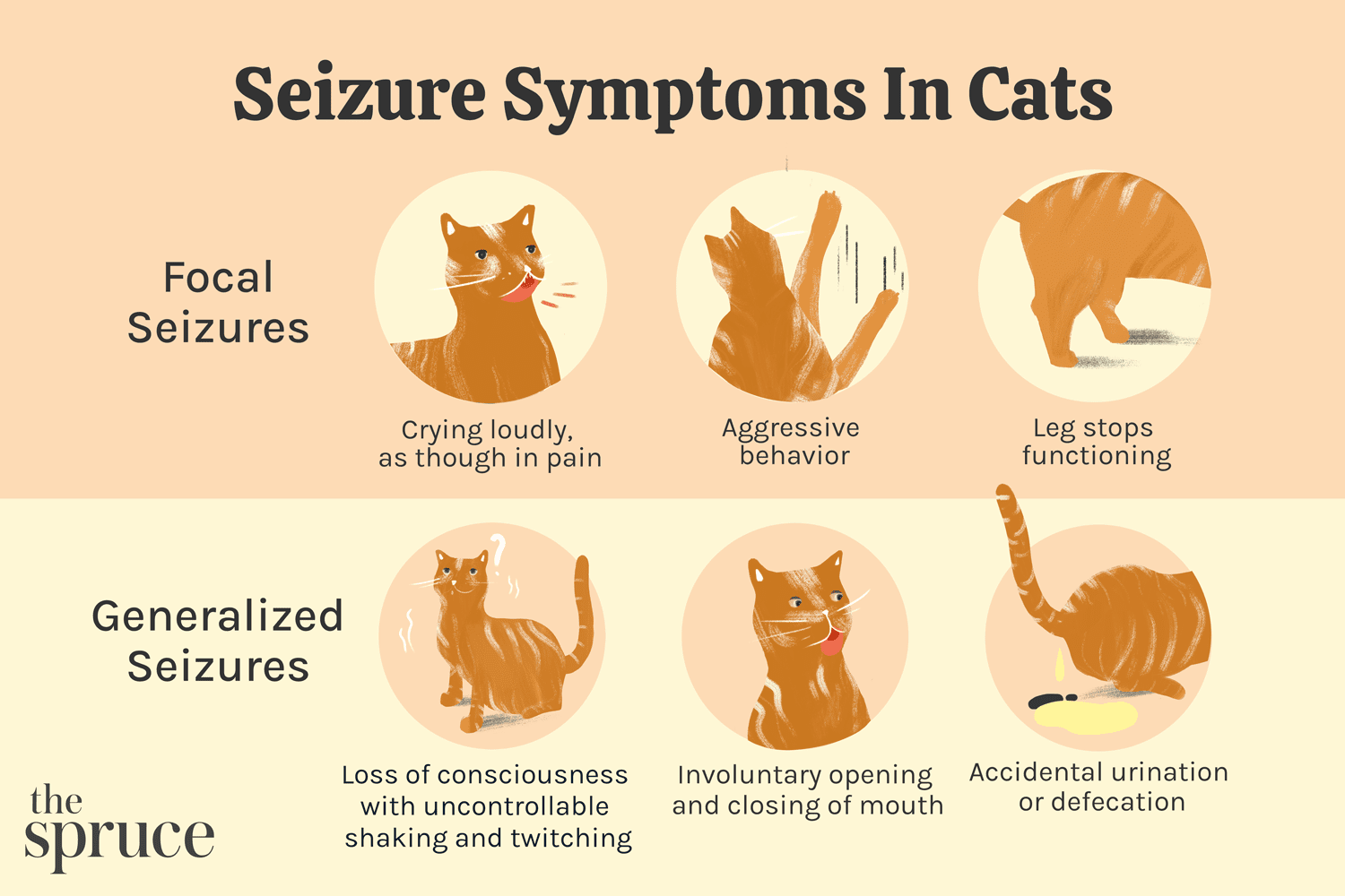 cat seizure symptoms